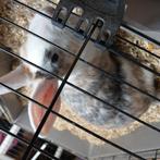 Gratis konijnen, Dieren en Toebehoren, Knaagdieren, Februari, Meerdere dieren, Overige typen, Tam