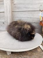 Te koop: Beer - CH Teddy (Zwart Créme), Dieren en Toebehoren, Knaagdieren, Cavia, Mannelijk, Juli, Tam