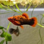 Platy man, Vis
