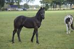 Frieze hengst vol vuur, Dieren en Toebehoren, Paarden, Hengst, Onbeleerd, Minder dan 160 cm, 0 tot 2 jaar