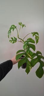 Monstera tetrasperma Variegata - Zeldzame Plant, Huis en Inrichting, Kamerplanten, Ophalen, Halfschaduw, Minder dan 100 cm