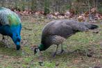 Pauwen te Koop, Dieren en Toebehoren, Pluimvee, Meerdere dieren, Overige soorten