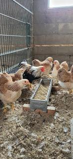 Wyandotte kriel zalm kleur, Dieren en Toebehoren, Vrouwelijk, Kip