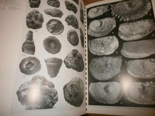 ordovische en silurische fossielen voor determinatie, Verzamelen, Mineralen en Fossielen, Fossiel, Ophalen of Verzenden
