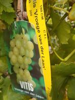 Vitis druiven  zeer sterke soorten Nederlandse kweek, Tuin en Terras, Planten | Fruitbomen, Ophalen of Verzenden