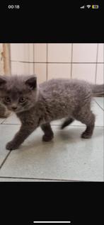 2 Britse korthaar kittens ( zwart en grijs ), Dieren en Toebehoren, Katten en Kittens | Overige Katten