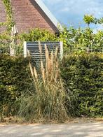 Pampasgras, Ophalen, Zomer, Volle zon