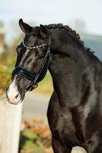 Prachtige 8 jarige merrie te koop!, Dieren en Toebehoren, Paarden, Merrie, Dressuurpaard, 3 tot 6 jaar