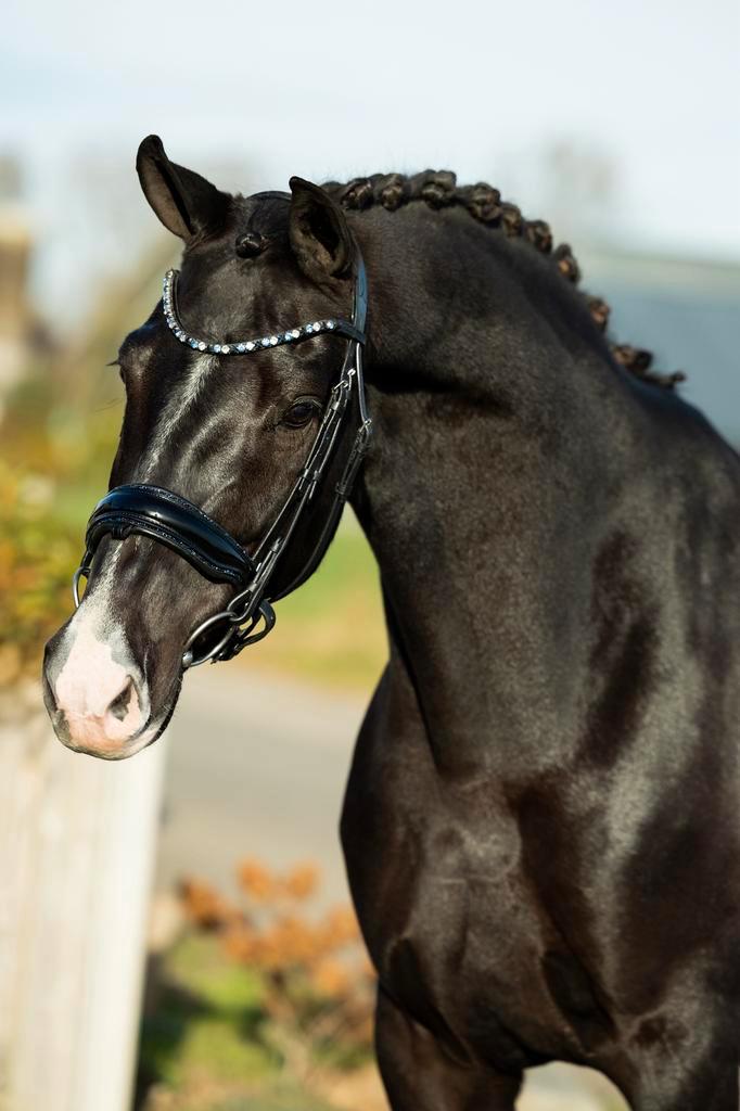 Prachtige 8 jarige merrie te koop!, Dieren en Toebehoren, Paarden, Merrie, 3 tot 6 jaar, Dressuurpaard