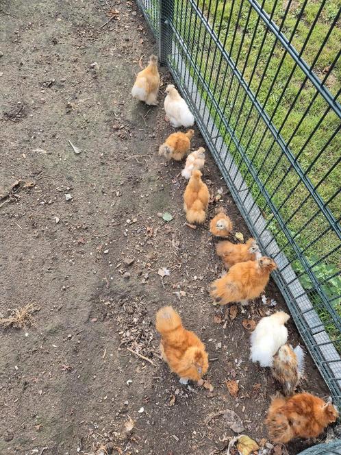 Zijhoenders krielkip, Dieren en Toebehoren, Pluimvee, Kip, Geslacht onbekend