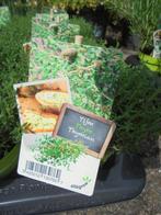 Thijm en Rozemarijn, Tuin en Terras, Planten | Tuinplanten, Vaste plant, Ophalen of Verzenden, Halfschaduw, Kruiden