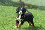 Berner Sennen pups, Dieren en Toebehoren, Rabiës (hondsdolheid), 15 weken tot 1 jaar, Sennenhond, Buitenland