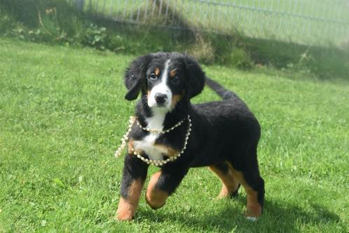 Berner Sennen pups, Dieren en Toebehoren, Honden | Bulldogs, Pinschers en Molossers, Meerdere dieren, Sennenhond, Fokker | Professioneel