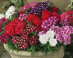 Verbena hybrid mix, Ophalen of Verzenden, Voorjaar, Volle zon, Zaad