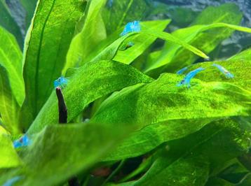 Blue jelly garnalen beschikbaar voor biedingen