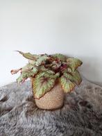 Bladbegonia 'begonia Asian Tundra', Ophalen, Overige soorten, Halfschaduw, Minder dan 100 cm