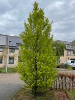 Mooi volle boom, Tuin en Terras, Overige soorten, Zomer, 400 cm of meer, Ophalen