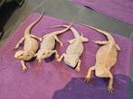 Mooie 100% het zero baardagamen!, Dieren en Toebehoren, Reptielen en Amfibieën, Hagedis, Met terrarium, 0 tot 2 jaar