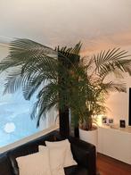 Palm, Ophalen, Binnen