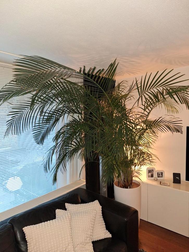 Palm, Huis en Inrichting, Woonaccessoires | Kunstplanten en Kunstbloemen, Binnen, Ophalen