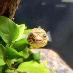 Tetraodon schoutedeni, Dieren en Toebehoren