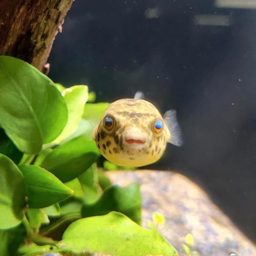 Tetraodon schoutedeni, Dieren en Toebehoren, Reptielen en Amfibieën