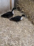 Paartje eenden ., Dieren en Toebehoren, Meerdere dieren, Eend