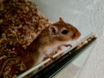 Gerbil mannetje + terrarium, Dieren en Toebehoren, Knaagdieren, Juni, Mannelijk, Overige typen, Tam