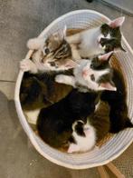 Kittens zoeken nieuw huis, Dieren en Toebehoren, Katten en Kittens | Overige Katten, Meerdere dieren, Kortharig, 0 tot 2 jaar