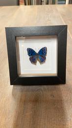 Vlinder precis rhadama opgezet in 3D lijst taxidermie, Ophalen of Verzenden, Nieuw, Insect, Opgezet dier