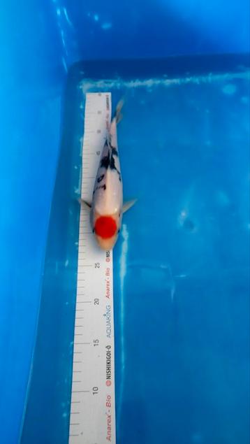 HQ en VHQ Handpick Tosai Japanesekoi 20/35 cm beschikbaar voor biedingen