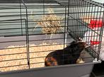 Cavia met kooi en extra’s, Mannelijk, Tam, Maart, Cavia