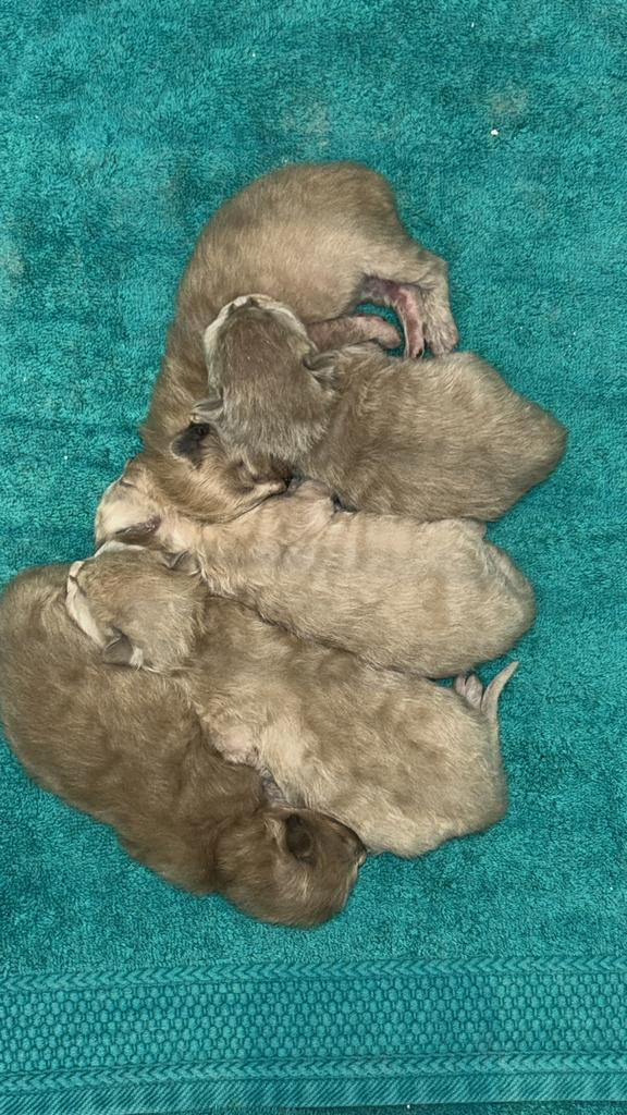Ragdoll kittens 100% ragdoll nestje vijf stuks, Dieren en Toebehoren, Katten en Kittens | Raskatten | Langhaar, Geslacht onbekend