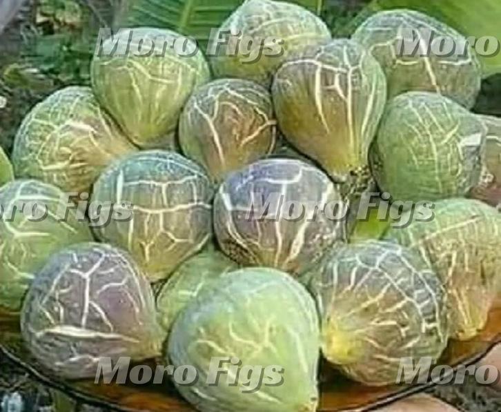 Vijgenboompje Chetoui groene vijg uit Marokko, Tuin en Terras, Planten | Fruitbomen, Vijgenboom, Minder dan 100 cm, Volle zon