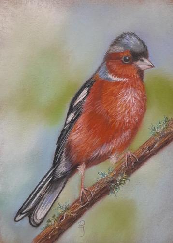 schilderij vink 248 - origineel cadeau - gratis lijst vogel