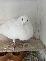 Kropper/Duif, Dieren en Toebehoren, Vogels | Duiven, Vrouwelijk