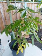 Geldboom (Pachira Aquatica) in pot, Ophalen, Overige soorten, Halfschaduw, In pot