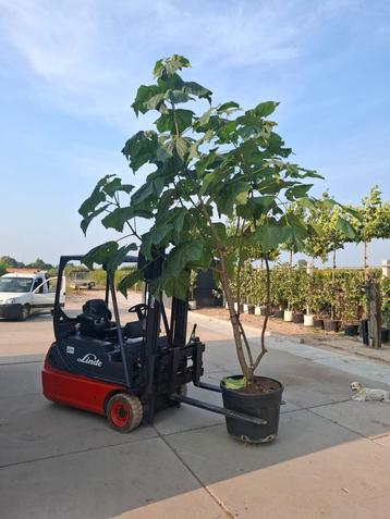 meerstammige paulownia boom multystem beschikbaar voor biedingen