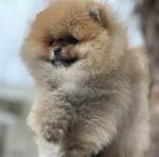 Pomeriaan pup, Overige rassen, 8 tot 15 weken, Teef, Parvo