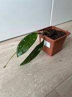 Hoya pubicalyx splash, Ophalen of Verzenden, Overige soorten, Minder dan 100 cm