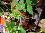 Croton Petra, Overige soorten, In pot, Minder dan 100 cm, Groene kamerplant