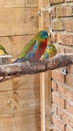 Koppel Turquoisine parkieten, Dieren en Toebehoren, Vogels | Parkieten en Papegaaien, Meerdere dieren, Parkiet, Geringd