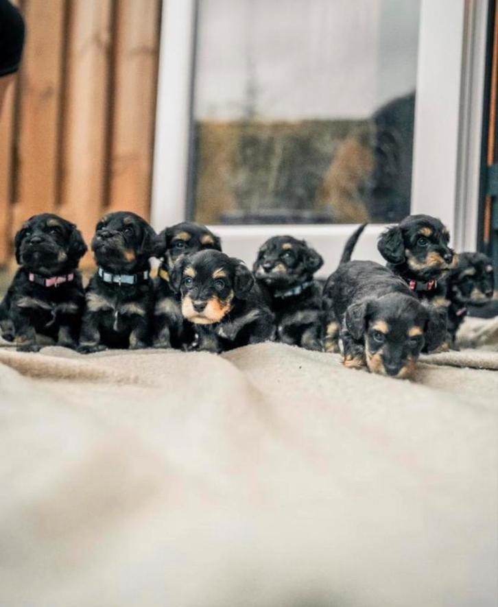 ️Dwergteckel x maltezer pups️, Dieren en Toebehoren, Honden | Teckels en Dashonden, Meerdere dieren, Langhaar, Dwerg, Particulier