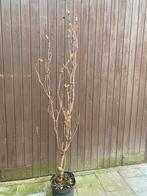 Prunus amanogawa zuil Japanse sierkers, Tuin en Terras, Ophalen