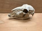 Schedel van een schaap, Ophalen of Verzenden, Zo goed als nieuw, Schedel