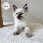 Ragdoll kitten, Dieren en Toebehoren, Katten en Kittens | Raskatten | Langhaar, Meerdere dieren, Ontwormd, 0 tot 2 jaar