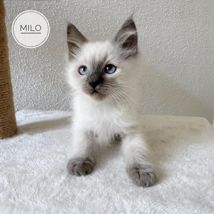 Ragdoll kitten, Dieren en Toebehoren, Katten en Kittens | Raskatten | Langhaar, Meerdere dieren, 0 tot 2 jaar, Ontwormd, Ingeënt