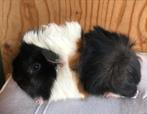 Jong cavia mannetje (peruvian x borstel), Dieren en Toebehoren, Knaagdieren, Mannelijk, Cavia, Na 1 juli 2024