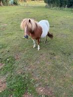 Lieve  gezelschap pony, Dieren en Toebehoren, Paarden, Merrie, Recreatiepaard