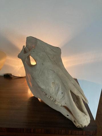 Skelet hoofd van “muildier” beschikbaar voor biedingen